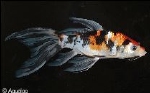 KOI BUTTERFLY
