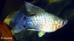 XIPHOPHORUS MACULATUS BLEU BUTTERFLY MOON
