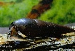 SLAK DUIVELS DOORNSLAK - FAUNUS ATER PURPLE