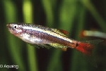 TANICHTHYS ALBONUBES LONGFIN - CHINESE DANIO