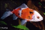 SHUBUNKIN RED DEVIL