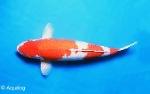 JAPANSE KOI  KOHAKU 30-35