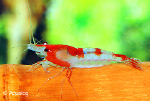 GARNAAL - NEOCRAIDINA ORANGE RILLI