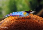 GARNAAL - NEOCARIDINA BLEU RILLI