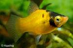 XIPHOPHORUS MACULATA - PLATY BUMBLE BEE