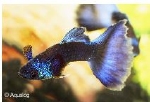 POECILLIA RETICULATA - GUP MAN MOSCOW BLEU