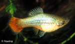 XIPHOPHORUS MACULATUS - PLATY PAPEGAAI