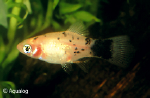 XIPHOPHORUS MACULATUS - PLATY CALICO