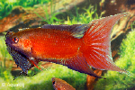 MACROPODUS OPERCULARIS RED VELVET - PARADIJSVIS