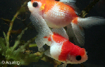 LEEUWEKOP PEARLSCALE RANCHU SLUIERSTAART