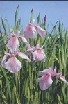 IRIS LAEVIGATA ROSE QUEEN