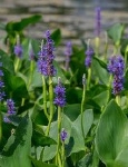 GROTE MAND PONTEDERIA AANBIEDING VAN 13,49