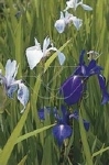 IRIS LAEVIGATA