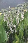 PONTEDERIA CORDATA ALBA