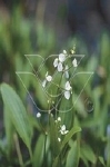 SAGITTARIA GRAMINEA