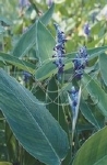 THALIA DEALBATA P11