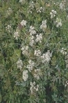OENANTHE FISTULOSA FLAMINGO
