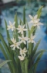 SCHIZOSTYLIS COCCINEA ALBA