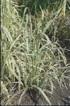 GLYCERIA MAXIMA VARIEGATA