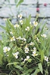 BALDELLIA RANUNCULOIDES