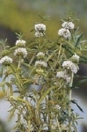 PRESLIA CERVINA ALBA