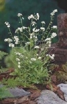 MYOSOTIS PALUSTRIS ALBA