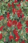 MIMULUS BONFIRE RED