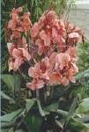 CANNA ROSE