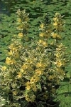LYSIMACHIA VARIEGATA