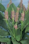 PONTEDERIA CORD. PINK PONS