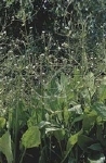 ALISMA PLANTAGO AQUATICA