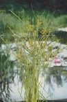 CYPERUS ALTERNIFOLIUS