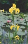 IRIS PSEUDACORUS