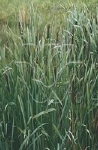 TYPHA LATIFOLIA VARIEGATA