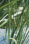 ACORUS CALAMUS