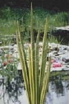 ACORUS CALAMUS VARIEGATA