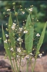 ALISMA LANCEOLATA