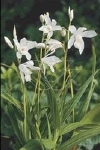 BLETILLA STRIATA ALBA