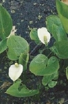 CALLA PALUSTRIS