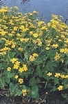 CALTHA PALUSTRIS