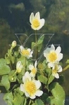 CALTHA PALUSTRIS ALBA