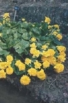 CALTHA PALUSTRIS MULTIPLEX