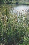 CAREX PENDULA