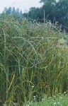 CYPERUS LONGUS