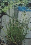 ELEOCHARIS PALUSTRIS