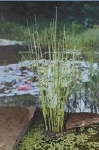 EQUISETUM JAPONICA