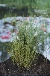 EQUISETUM SCIRPOIDES