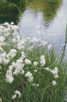 ERIOPHORUM ANGUSTIFOLIUM