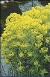 EUPHORBIA PALUSTRIS