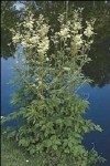 FILIPENDULA ULMARIA